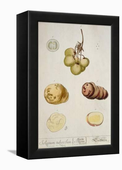 Potato Tubers, Plate from 'Herbarium Blackwellianum' Published in Nuremberg 1757-Elizabeth Blackwell-Framed Premier Image Canvas