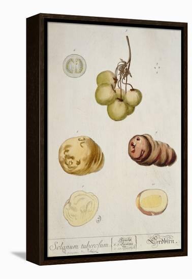 Potato Tubers, Plate from 'Herbarium Blackwellianum' Published in Nuremberg 1757-Elizabeth Blackwell-Framed Premier Image Canvas