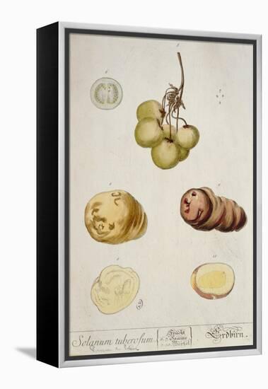 Potato Tubers, Plate from 'Herbarium Blackwellianum' Published in Nuremberg 1757-Elizabeth Blackwell-Framed Premier Image Canvas