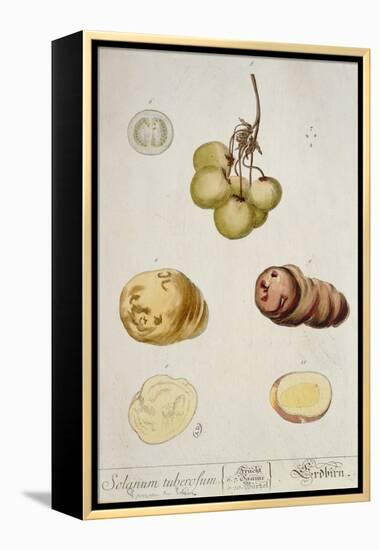 Potato Tubers, Plate from 'Herbarium Blackwellianum' Published in Nuremberg 1757-Elizabeth Blackwell-Framed Premier Image Canvas