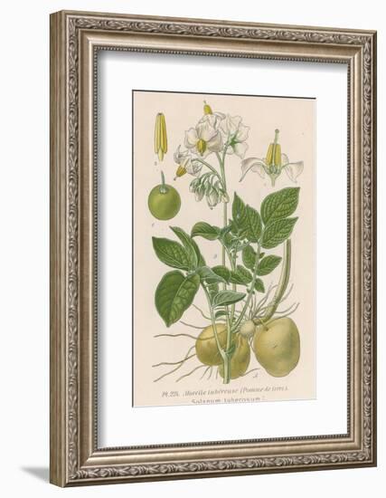 Potato-null-Framed Photographic Print