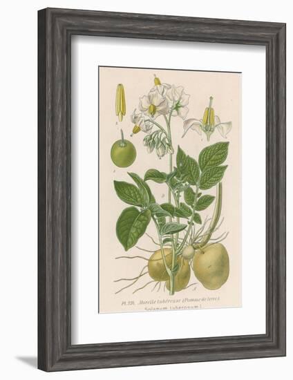 Potato-null-Framed Photographic Print