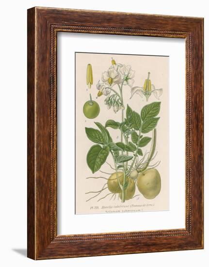 Potato-null-Framed Photographic Print