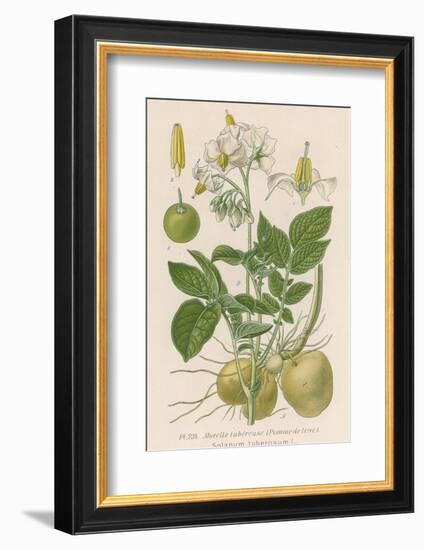 Potato-null-Framed Photographic Print