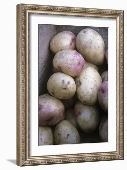 Potatoes (Solanum 'King Edward')-Maxine Adcock-Framed Photographic Print