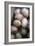 Potatoes (Solanum 'King Edward')-Maxine Adcock-Framed Photographic Print