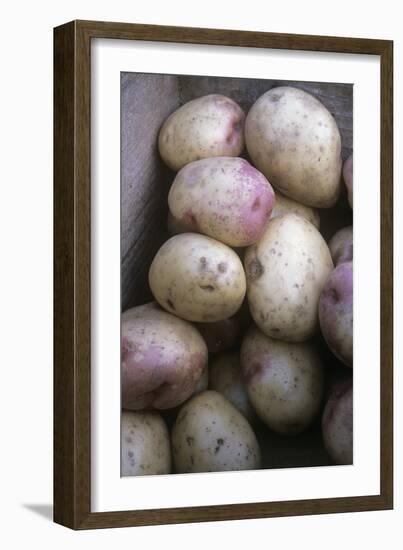 Potatoes (Solanum 'King Edward')-Maxine Adcock-Framed Photographic Print