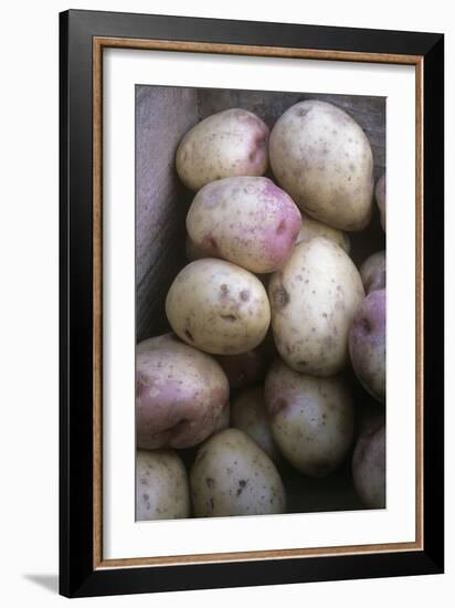 Potatoes (Solanum 'King Edward')-Maxine Adcock-Framed Photographic Print