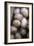 Potatoes (Solanum 'King Edward')-Maxine Adcock-Framed Photographic Print