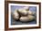 Potatoes (Solanum Tuberosum 'Anya')-Maxine Adcock-Framed Photographic Print