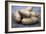 Potatoes (Solanum Tuberosum 'Anya')-Maxine Adcock-Framed Photographic Print