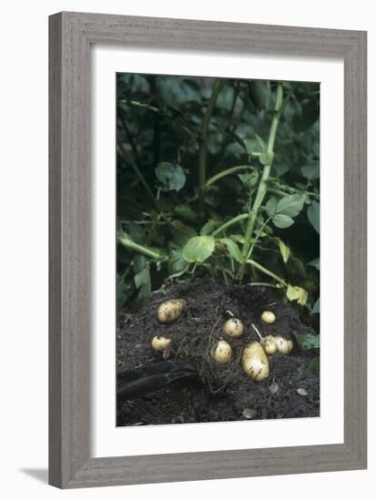 Potatoes (Solanum Tuberosum 'Charlotte')-Maxine Adcock-Framed Photographic Print