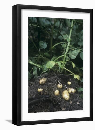 Potatoes (Solanum Tuberosum 'Charlotte')-Maxine Adcock-Framed Photographic Print