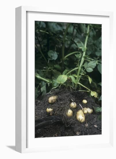 Potatoes (Solanum Tuberosum 'Charlotte')-Maxine Adcock-Framed Photographic Print