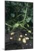 Potatoes (Solanum Tuberosum 'Charlotte')-Maxine Adcock-Mounted Photographic Print