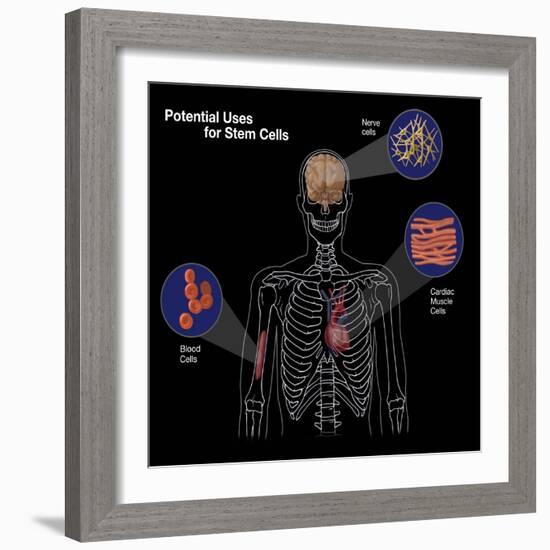 Potential Uses for Stem Cells-Spencer Sutton-Framed Giclee Print