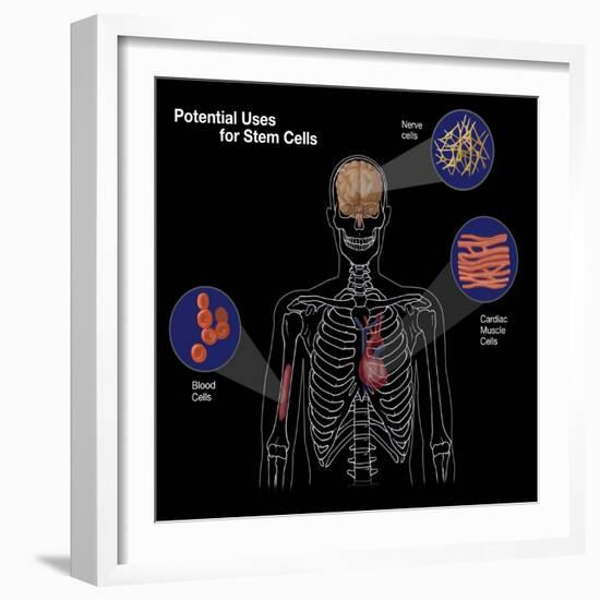 Potential Uses for Stem Cells-Spencer Sutton-Framed Giclee Print