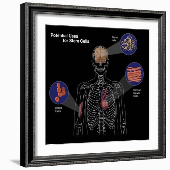 Potential Uses for Stem Cells-Spencer Sutton-Framed Giclee Print