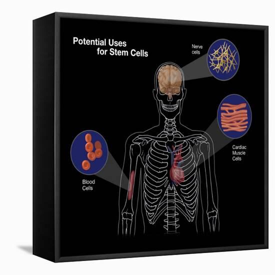 Potential Uses for Stem Cells-Spencer Sutton-Framed Premier Image Canvas