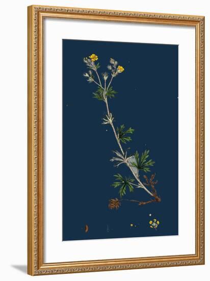 Potentilla Anserina; Silver-Weed-null-Framed Giclee Print