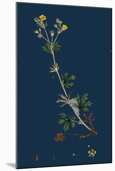 Potentilla Anserina; Silver-Weed-null-Mounted Giclee Print