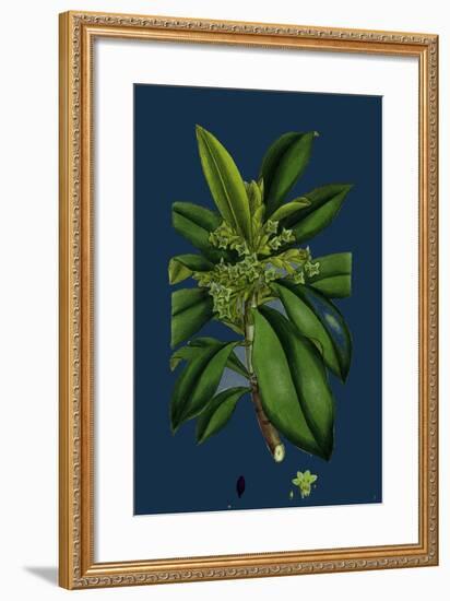 Potentilla Eu-Tormentilla; Common Tormentil-null-Framed Giclee Print