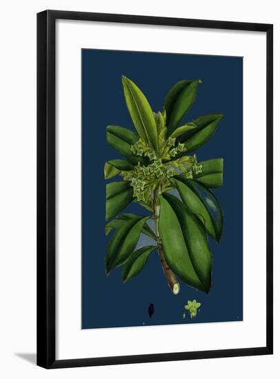 Potentilla Eu-Tormentilla; Common Tormentil-null-Framed Giclee Print