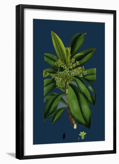 Potentilla Eu-Tormentilla; Common Tormentil-null-Framed Giclee Print