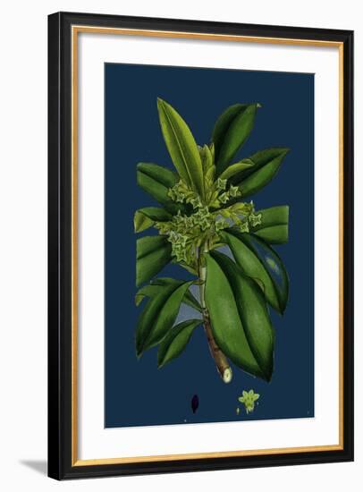 Potentilla Eu-Tormentilla; Common Tormentil-null-Framed Giclee Print