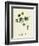 Potentilla Reptans Creeping Cinquefoil-null-Framed Giclee Print