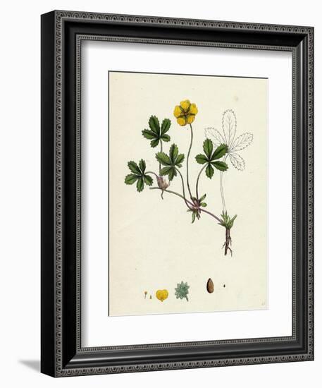 Potentilla Reptans Creeping Cinquefoil-null-Framed Giclee Print