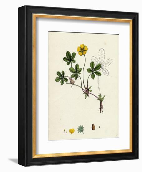 Potentilla Reptans Creeping Cinquefoil-null-Framed Giclee Print