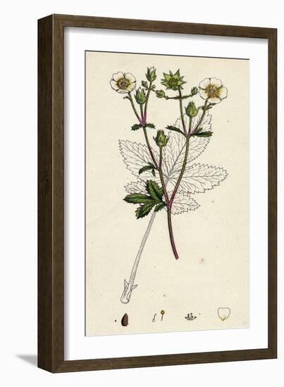 Potentilla Rupestris Strawberry-Flowered Cinquefoil-null-Framed Giclee Print