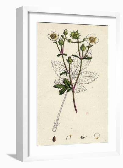 Potentilla Rupestris Strawberry-Flowered Cinquefoil-null-Framed Giclee Print