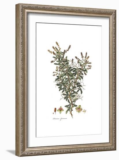 Poterium Spinosum, Flora Graeca-Ferdinand Bauer-Framed Giclee Print