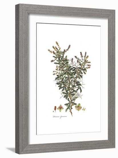 Poterium Spinosum, Flora Graeca-Ferdinand Bauer-Framed Giclee Print