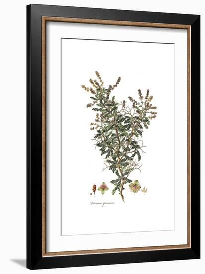 Poterium Spinosum, Flora Graeca-Ferdinand Bauer-Framed Giclee Print