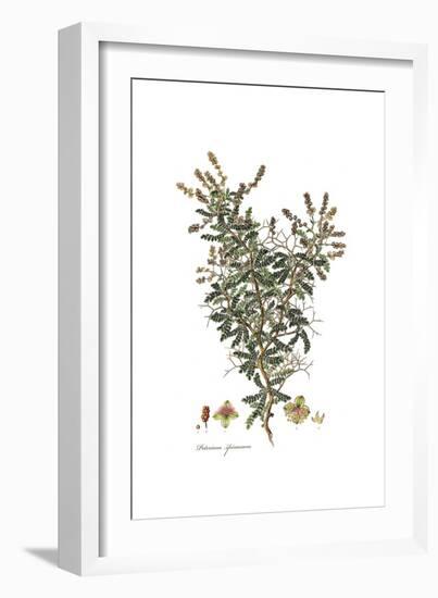 Poterium Spinosum, Flora Graeca-Ferdinand Bauer-Framed Giclee Print