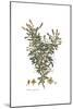 Poterium Spinosum, Flora Graeca-Ferdinand Bauer-Mounted Giclee Print