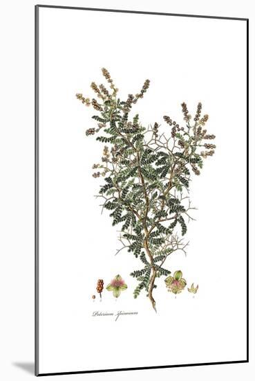 Poterium Spinosum, Flora Graeca-Ferdinand Bauer-Mounted Giclee Print