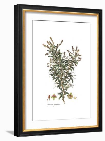 Poterium Spinosum, Flora Graeca-Ferdinand Bauer-Framed Giclee Print