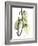 Pothos Leaves, X-ray-Koetsier Albert-Framed Photographic Print