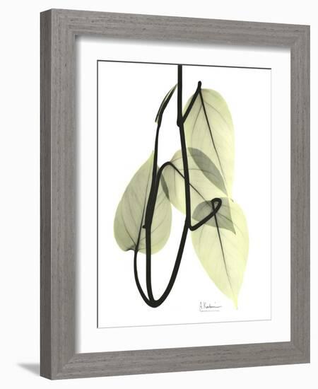 Pothos Leaves, X-ray-Koetsier Albert-Framed Photographic Print