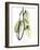 Pothos Leaves, X-ray-Koetsier Albert-Framed Photographic Print