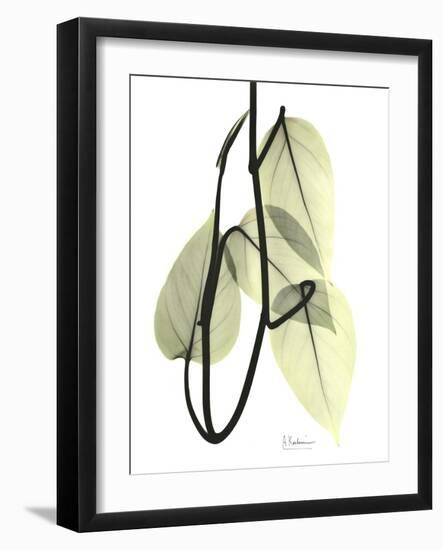 Pothos Leaves, X-ray-Koetsier Albert-Framed Photographic Print