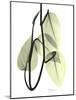 Pothos Leaves, X-ray-Koetsier Albert-Mounted Photographic Print