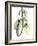 Pothos Leaves, X-ray-Koetsier Albert-Framed Photographic Print