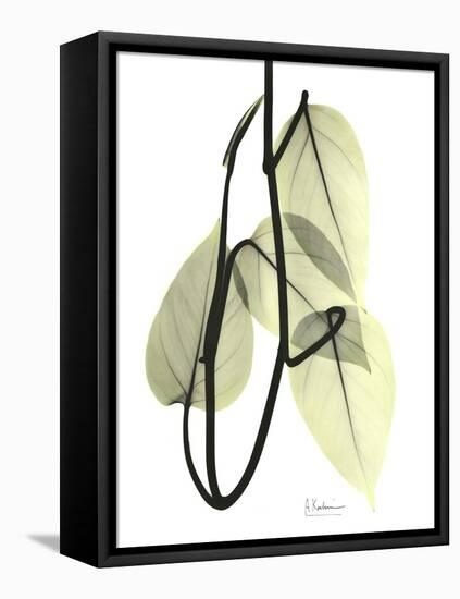 Pothos Leaves, X-ray-Koetsier Albert-Framed Premier Image Canvas