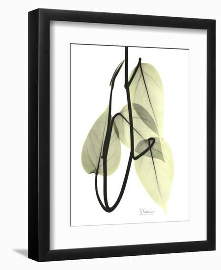 Pothos Leaves, X-ray-Koetsier Albert-Framed Photographic Print