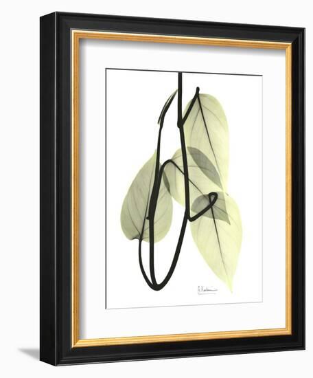 Pothos Leaves, X-ray-Koetsier Albert-Framed Photographic Print